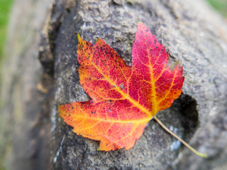 Fall leaves on rock