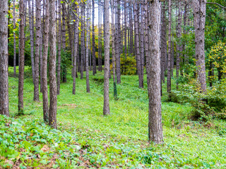 Obraz premium Fall colors on trees