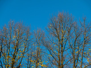 Fall colors on trees