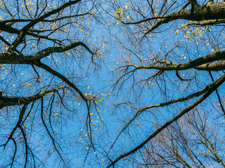 Fall colors on trees
