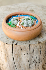 mammillaria humboldtii in clay pots