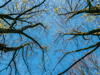 Fall colors on trees