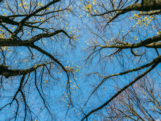 Fall colors on trees