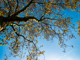 Fall colors on trees