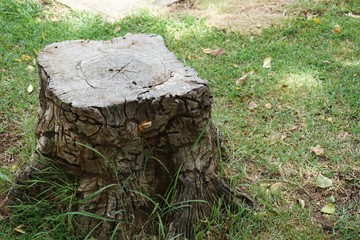 tree stump in the garden