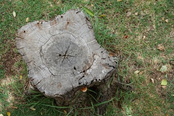 tree stump in the garden