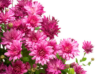 Bouquet of pink flowers of chrysanthemums