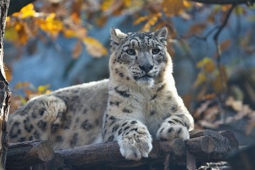 Obraz premium resting snow leopard, Uncia uncia, portrait.