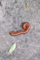 red millepedes die on the floor