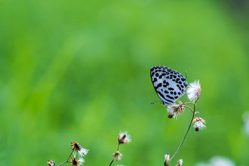 butterfly on flower (Common Pierrot)