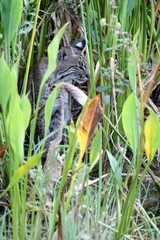 Wild Bobcat (Lynx rufus)