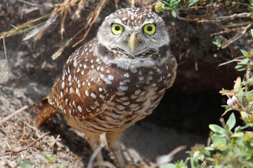 Burrowing Owl (athene cunicularia)