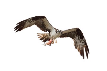 Osprey (pandion haliaetus)
