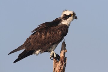 Osprey In A Tree