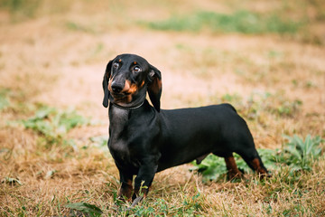 Black Dachshund Dog play outdoors