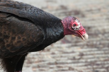 Turkey Vulture