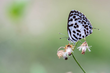 butterfly on flower (Common Pierrot)
