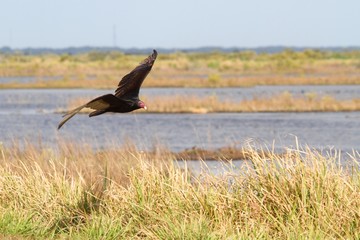 Turkey Vulture