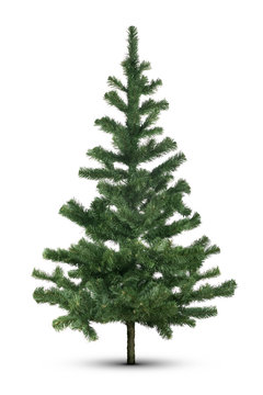 Fir tree isolated on white background