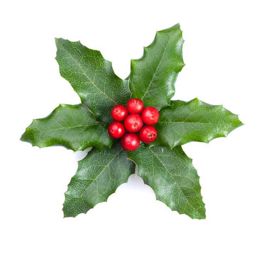 Holly with berries isolated on white background