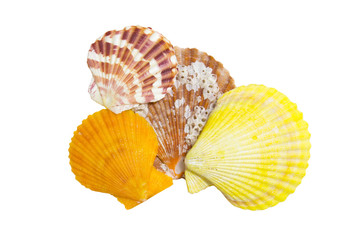 Seashell isolated on white background