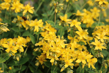 Common Agrimony Flower - Agrimonia eupatoria