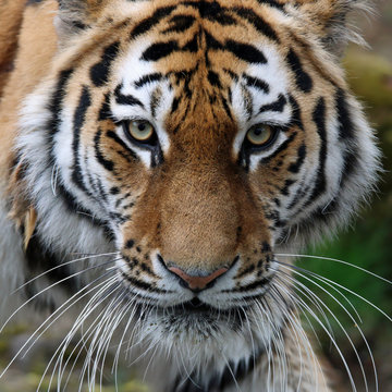Sibirischer Tiger