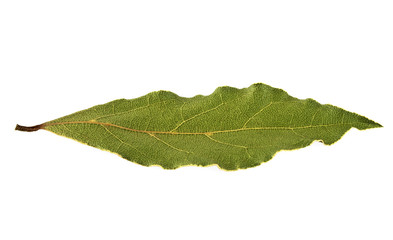 Dried bay leaf isolated on white background
