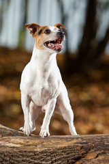 Amazing jack russell terrier in autumn