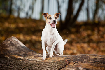 Amazing jack russell terrier in autumn