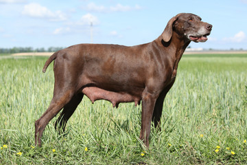 Beautiful bitch of German Shorthaired Pointer