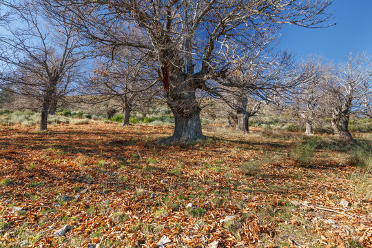 Castanea sativa. Castaños y suelo cubierto de hojas y calibios de castañas. Torneros de la Valdería, La Cabrera, León.
