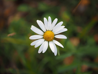 Fototapeta premium chamomile in the forest