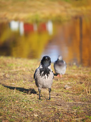 Crow on the bank of the river
