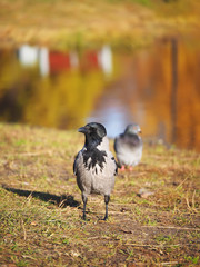 Crow on the bank of the river