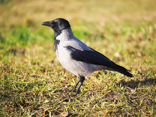 Fototapeta premium Crow on the bank of the river