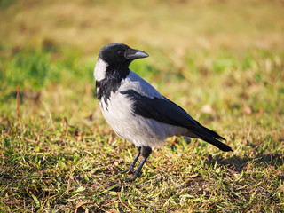 Obraz premium Crow on the bank of the river