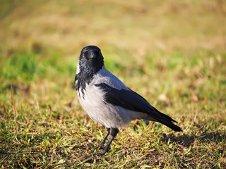 Crow on the bank of the river