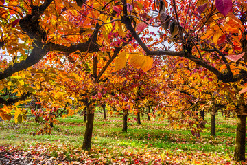 persimmon trees in regular files