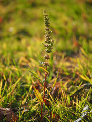 the grass in the forest
