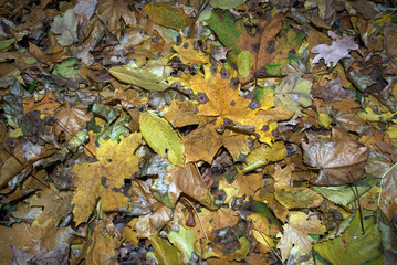 Different autumn leaves