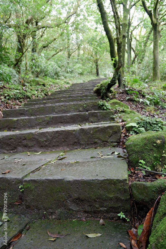 Wall mural the close up of steps on hiking trail in yangmingshan national park, taiwan.