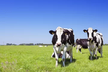 Photo sur Plexiglas Salle à manger Vaches dans un champ herbeux frais par temps clair