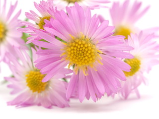 pink perennial aster on a white background