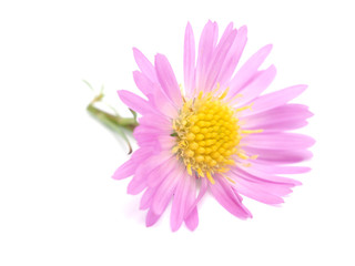 pink perennial aster on a white background