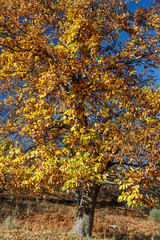 Obraz premium Castanea sativa. Castaño en otoño. Torneros de la Valdería, La Cabrera, León. 