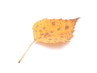 Naklejka premium yellow birch leaves on a white background
