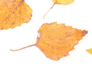 yellow birch leaves on a white background