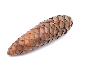 pine cone on a white background
