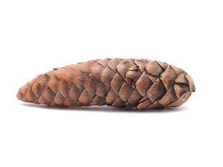 pine cone on a white background